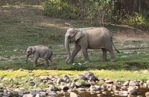 Anakulam Wild Elephant Village life tour ( By Munnar Info)