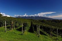 Prosecco experience. Wine tasting. Full day from Treviso