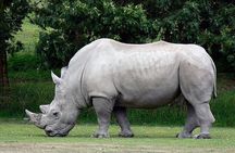Full Day -Tala Game Reserve, Natal Lion Park, Phezulu From Durban