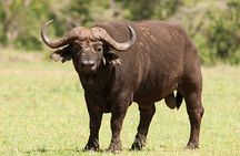 3 Days Hluhluwe Game Reserve & Isimangaliso Wetlands from Durban