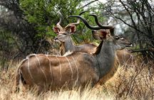 Full Day Durban & Phezulu Safari Park Tour from Durban