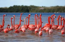 Celestun Beach and Mangrove Boat Ride from Merida