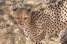 2 Days 1 Night Northern Joining Safari Private Tour