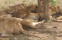 2 Days 1 Night Northern Joining Safari Private Tour