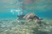 Full Day Apo Island Tour from Dumaguete 