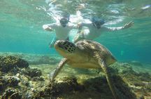 Full Day Apo Island Tour from Dumaguete 