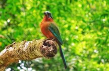 Full Day Group Tour in Tobago Atlantic Coast 