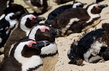 Full Day Private Tour to Boulders Beach from Cape Town