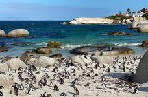 Full Day Private Tour to Boulders Beach from Cape Town