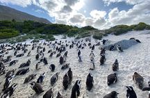 Full Day Private Tour to Boulders Beach from Cape Town