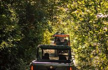 Jungle Buggy Day Tour