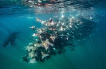Ocean Safari in La Ventana: Mobula Rays, Dolphins, Orcas & Whales