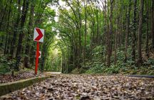 2025 Affordable Bohol (Tarsier & Chocolate Hills Tour)