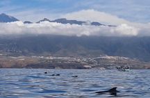 Tenerife Whale Watching and Snorkeling Yacht Trip