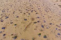 Overnight Camel Safari - Sleeping under the Stars