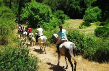 Bodrum Horse Riding Experience w/ Hotel Transfer Service