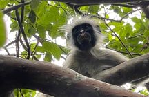 Zanzibar : Half-Day Prison Island and Jozani Forest Tour