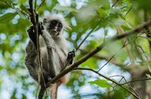 Zanzibar: Jozani Forest and Prison island Guided Tour