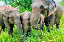 All Inclusive Private Jeep Safari To Minneriya National Park