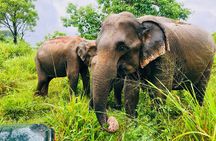 All Inclusive Private Jeep Safari To Minneriya National Park
