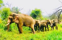 All Inclusive Private Jeep Safari To Minneriya National Park