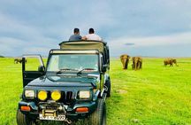 All Inclusive Private Jeep Safari To Minneriya National Park