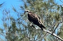Space Coast Manatee & Coastal Wildlife Kayak Tour