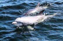 2 Hour Private Dolphin Cruise & Bay Tour 