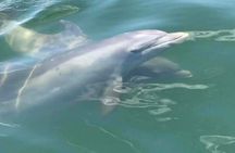 2 Hour Private Dolphin Cruise & Bay Tour 