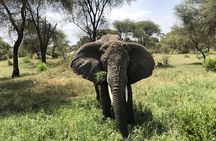 4 Days 3 Nights Camping Safari (Tarangire,Serengeti, Ngorongoro)