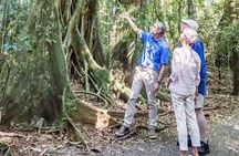 Scenic Hinterland Guided Day Tour Inc Lunch, Tastings From Noosa