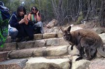 Launceston to Hobart via Wineglass Bay - Active Tour
