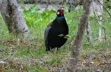 Easygoing Nature Walk in Hakone Tour