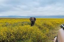 03 days Serengeti and Ngorongoro Crater group (camping)
