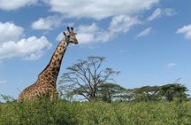 04 Days Tarangire, Serengeti and Ngorongoro crater group (Camping