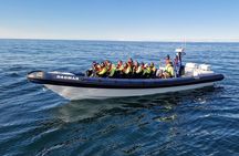 Puffin Tour by RIB Speedboat — Express Tour from Reykjavík