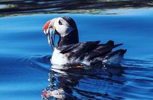Puffin Express by RIB Speedboat from Reykjavík
