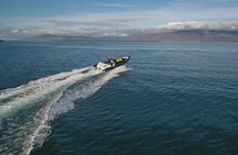 Puffin Express by RIB Speedboat from Reykjavík