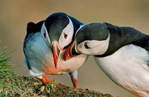 Puffin Tour by RIB Speedboat — Express Tour from Reykjavík