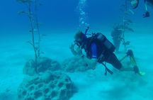 Private Diving Cyprus Experience Protaras and Ayia Napa & Turtles