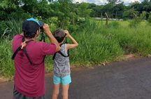 Birding Iguazu Explorer Private Tour