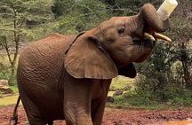 Tour Elephant Orphanage & Nairobi National park