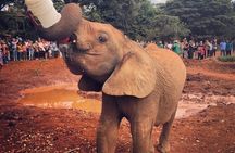 Tour Elephant Orphanage & Nairobi National park