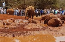 Tour Elephant Orphanage & Nairobi National park