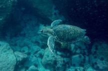 Tijuca Islands Snorkeling or Whale Watching Boat Tour from Rio
