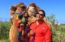Camel riding experience on the shores of the Pacific Ocean