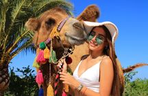 Camel riding experience on the shores of the Pacific Ocean