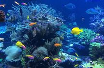 Blue lagoon and tanjung jepun snorkling all inclusive