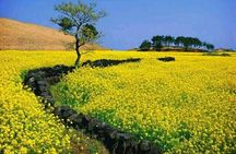1 Day Free schedule Tour a lot of experince driver in jeju island