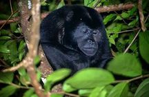 Arenal rain forest night tour 
